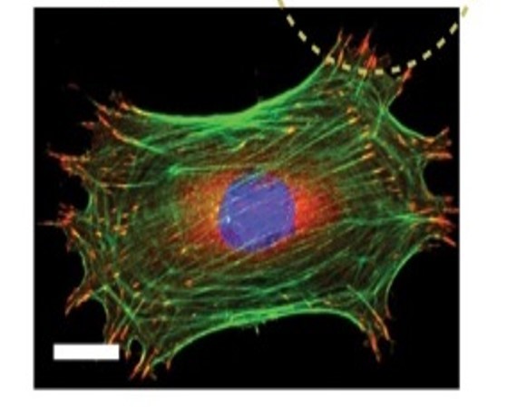 Cellular biomechanics of the human artery